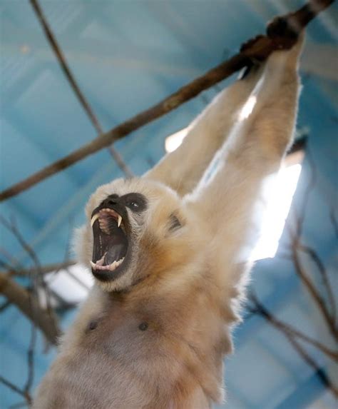 Akron Zoo introduces animals to new Wild Asia section