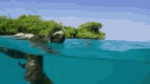 Sloth Swimming Gif