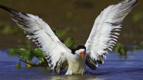 Pantanal Birdwatching Tours - Pantanal Safari Ristour