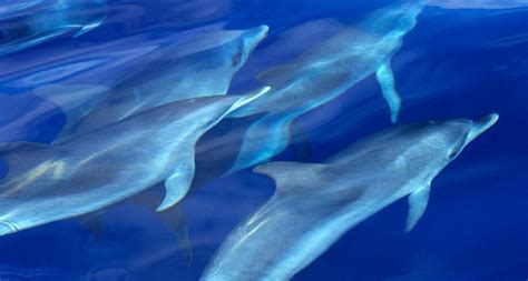 Atlantic spotted dolphin pod swimming near the Azores, Atlantic Ocean ...