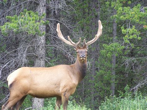 Where to View Wildlife in Canmore | AM PM Limo