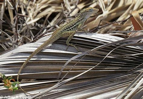 Aruba Lizards