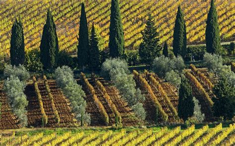 Italy Tuscany - Wine Estate wallpaper Preview | 10wallpaper.com