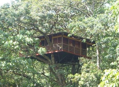 Tree House in wayanad resort | Luxury tree houses, Tree house, Resort