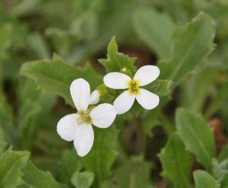 identification - What is this white-flowered ground cover plant? - Gardening & Landscaping Stack ...