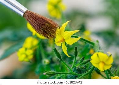 Artificial Pollination Greenhouse Tomatoes Flowers Paintbrush Stock Photo 651828742 | Shutterstock