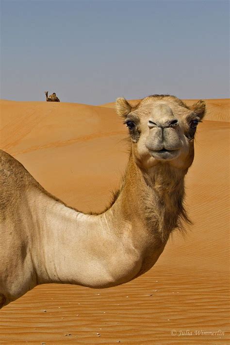 Wild camels | Desert animals, Animals beautiful, Camels