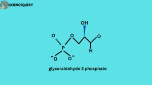 What is G3P or Glyceraldehyde-3-phosphate? - Science Query