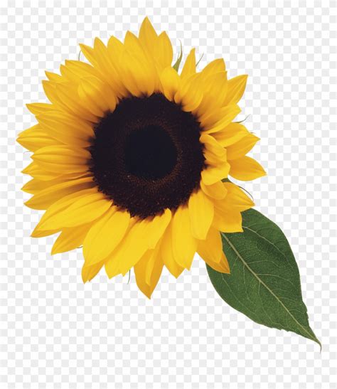 Sunflower Png Image Purepng Free Transpa Cc0 Png Image - Transparent Background Sunflower Clip ...