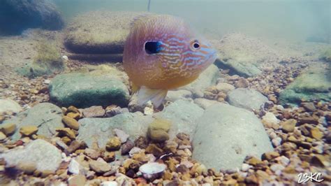 Sunfish Spawning...Fertilizing Eggs...One Eyed Drum (UNDERWATER FOOTAGE ...