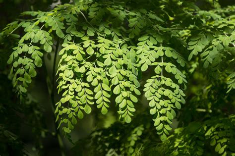 How to Grow Moringa From Seeds at Home