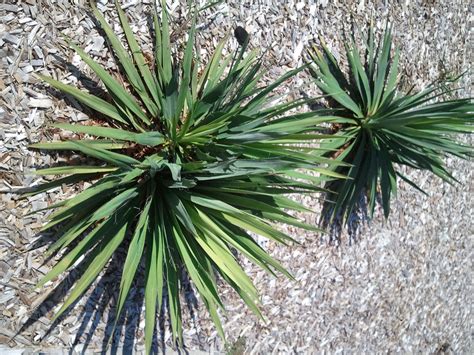 How to Take Care of a Yucca Plant Yucca Plant Care, Growing Vegetables In Pots, Dry Garden ...