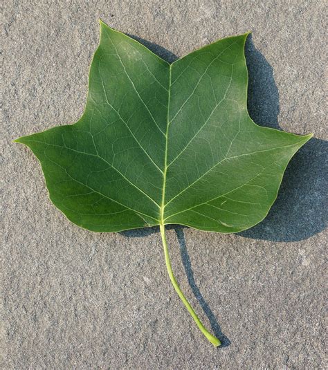 File:Tulip Tree Liriodendron tulipifera Leaf Topside 1890px.jpg ...