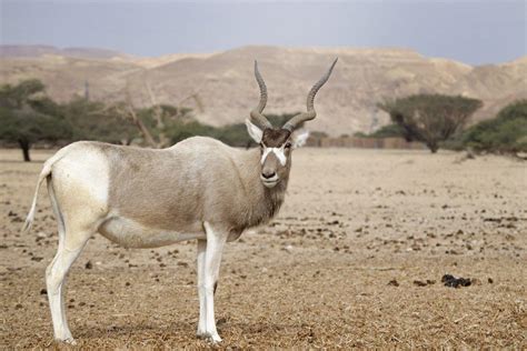 24 Wild Animals in Mali [Wildlife in Mali] - kevmrc.com