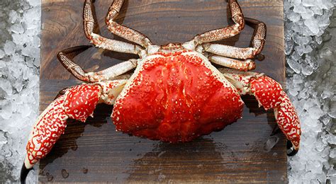 Giant Crab – Top Fish Pty Ltd