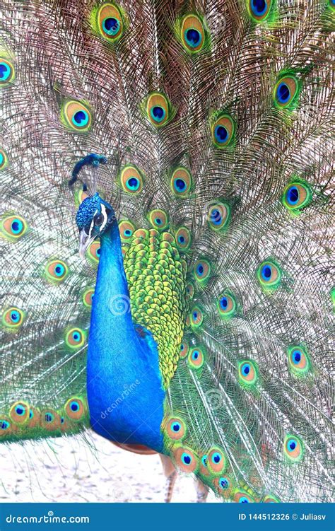 Beautiful Indian Peacock with Peacock Feathers Stock Photo - Image of beautiful, beak: 144512326