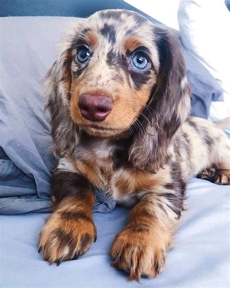 Supa Dogs : 😍 - Dachshund Delight - #Dachshund #delight #Dogs #Supa ...