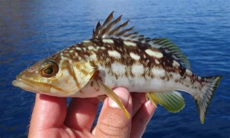 Calico Bass | Mexico – Fish, Birds, Crabs, Marine Life, Shells and Terrestrial Life