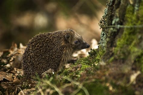 Hedgehog Habitat Creation – Dormer’s Well Moated Manor – Ealing Wildlife Group