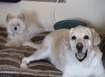 Annoyed Dog GIF - Find & Share on GIPHY