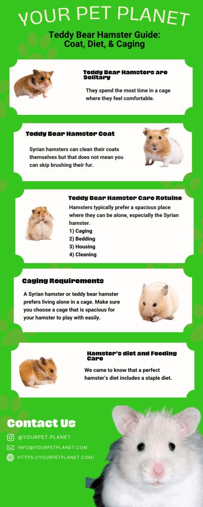 Expert Guide: Teddy Bear Hamster - Care, Lifespan, & Tips | Hamster Care Resource