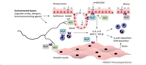 Acetylcholine beyond bronchoconstriction: roles in inflammation and remodeling: Trends in ...