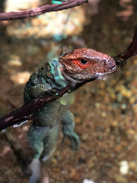 Caiman Lizard | The Buttonwood Park Zoo