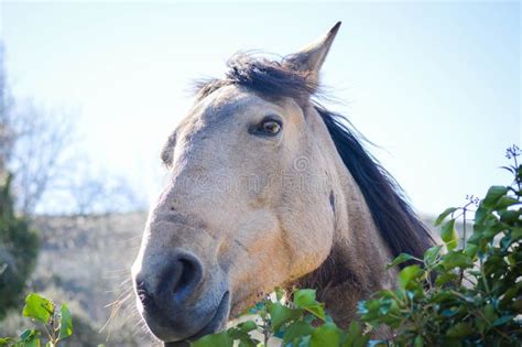 Animals and Nature in Spain Stock Image - Image of santo, spain: 142545635