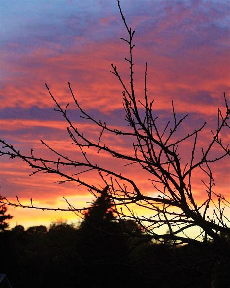 Tree Lined Sunset Photograph by Karen Silvestri - Fine Art America