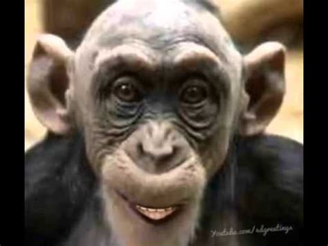 Monkey Singing Happy Birthday - YouTube