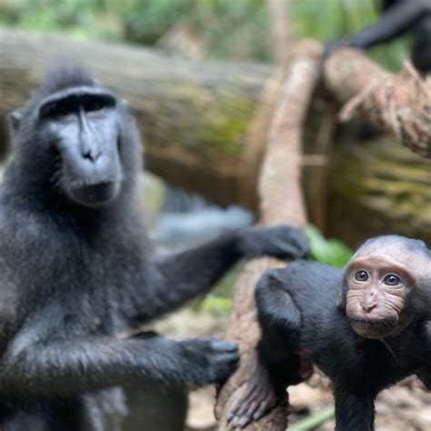 S'pore Zoo welcomes baby Celebes crested macaque, a critically-endangered species - Mothership ...