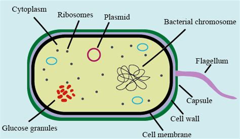 Do prokaryotes have ribosomes?