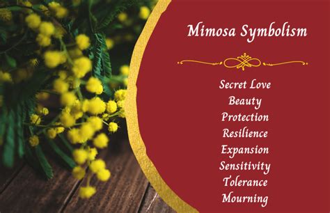 Mimosa Flower - Meaning and Symbolism - Symbol Sage