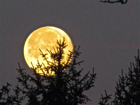 full moon photography on geopsych tumblr: "I saw it resting in a tree ...