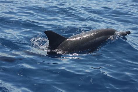 spinner dolphin | Tetiaroa Society