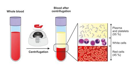 Peripheral Blood Processing - Discover The Universe Within a Blood Tube