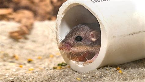 Help for Pacific Pocket Mice | San Diego Zoo Wildlife Explorers