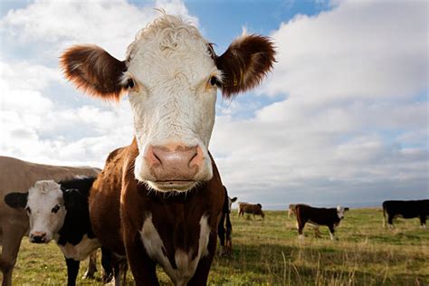 Hereford Cattle Stock Photos, Pictures & Royalty-Free Images - iStock