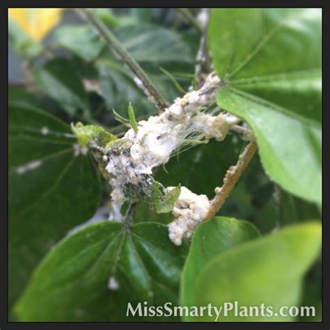 Mealybugs on hibiscus. Really gross. | Miss Smarty Plants