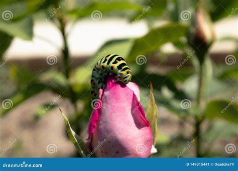 Green Caterpillar on a Rose Stock Image - Image of bloom, butterfly: 149315441