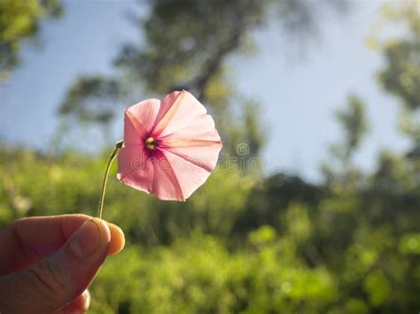 A Hand Picking a Purple Wild Flower Stock Photo - Image of garden ...