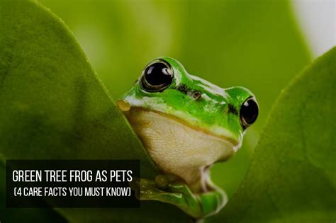 American Green Tree Frog as Pets (4 Care Facts You Must Know) – Pets For Children