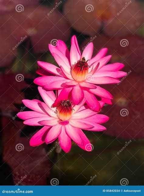 Pink water lily stock photo. Image of nature, bloom, blossom - 85842034