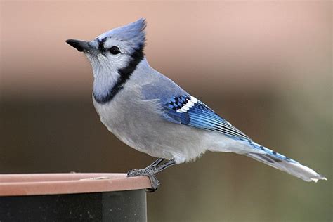 Female Blue Jay | Blue jay, Birds, Animals