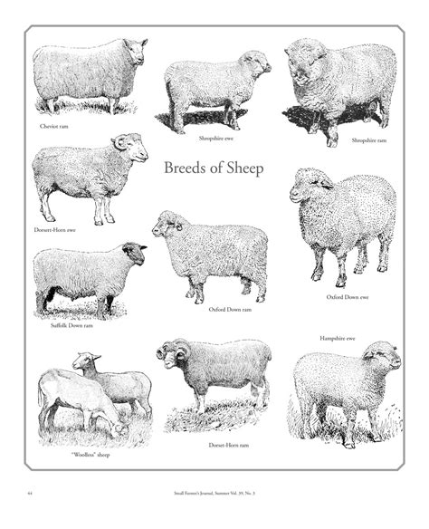 Breeds of Sheep - Small Farmer's JournalSmall Farmer's Journal