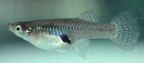 Gambusia or mosquitofish | Business Queensland