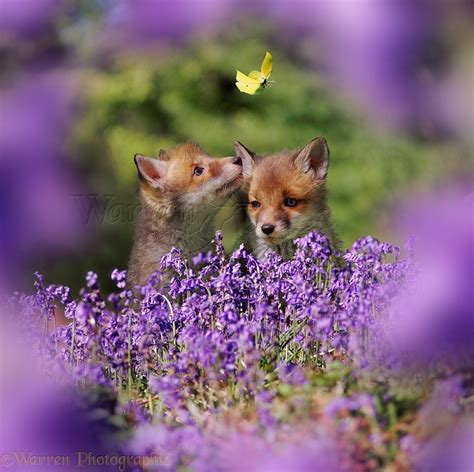 Fox cubs and bluebells photo WP04942