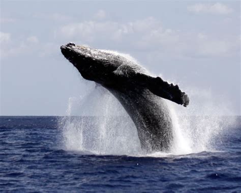 Humpback Whale Breach, Oahu Hawaii Whale Watching | Wild Side Specialty ...