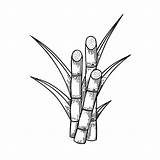 Sugarcane Plant Drawing sketch template