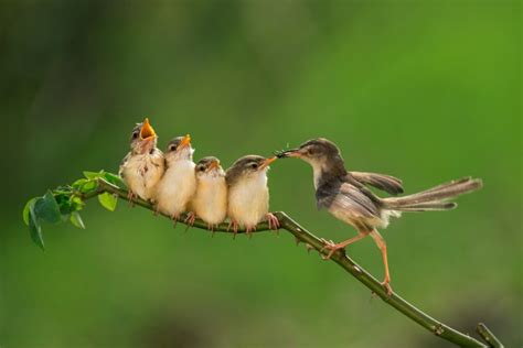 Proceso de polinización y migración del colibrí - Mis Animales